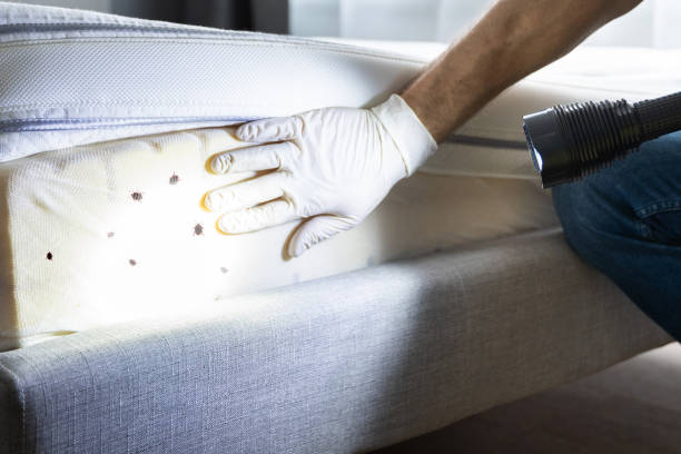 Best Ant Control Services  in South Beloit, IL