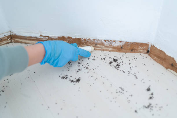 Best Pest Inspection Near Me  in South Beloit, IL