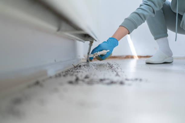 Best Spider Control Near Me  in South Beloit, IL